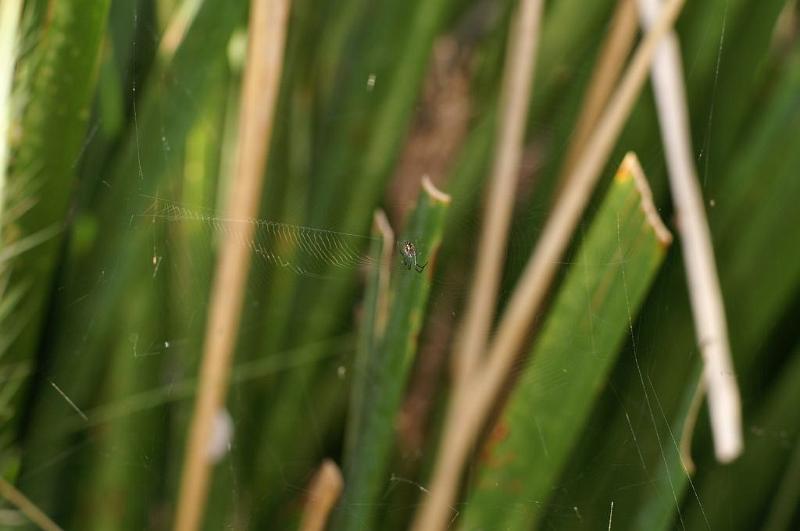 Leucage_granulata_D5545_Z_85_Wellington Point Esplanada_Australie.jpg